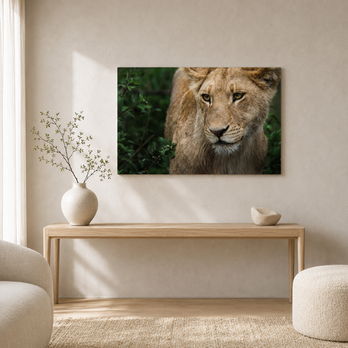Son of Serengeti / Alu-Dibond Print