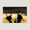 Burning Sky / Alu-Dibond Print