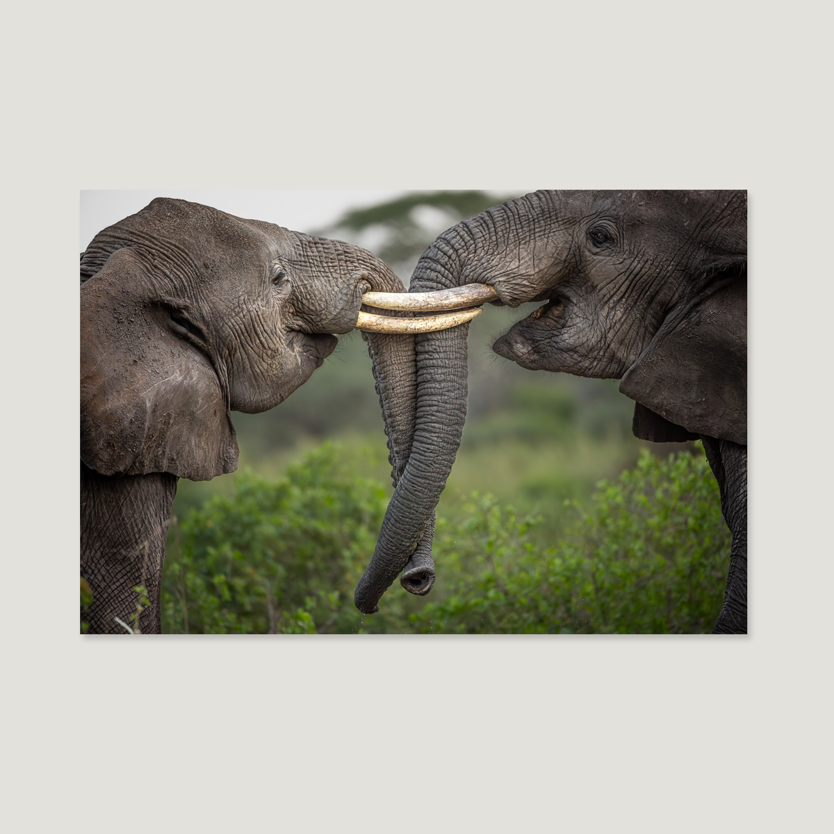 Giants of Harmony / Alu-Dibond Print
