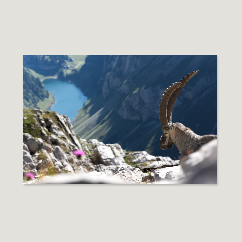 The King of the Alps / Alu-Dibond Print