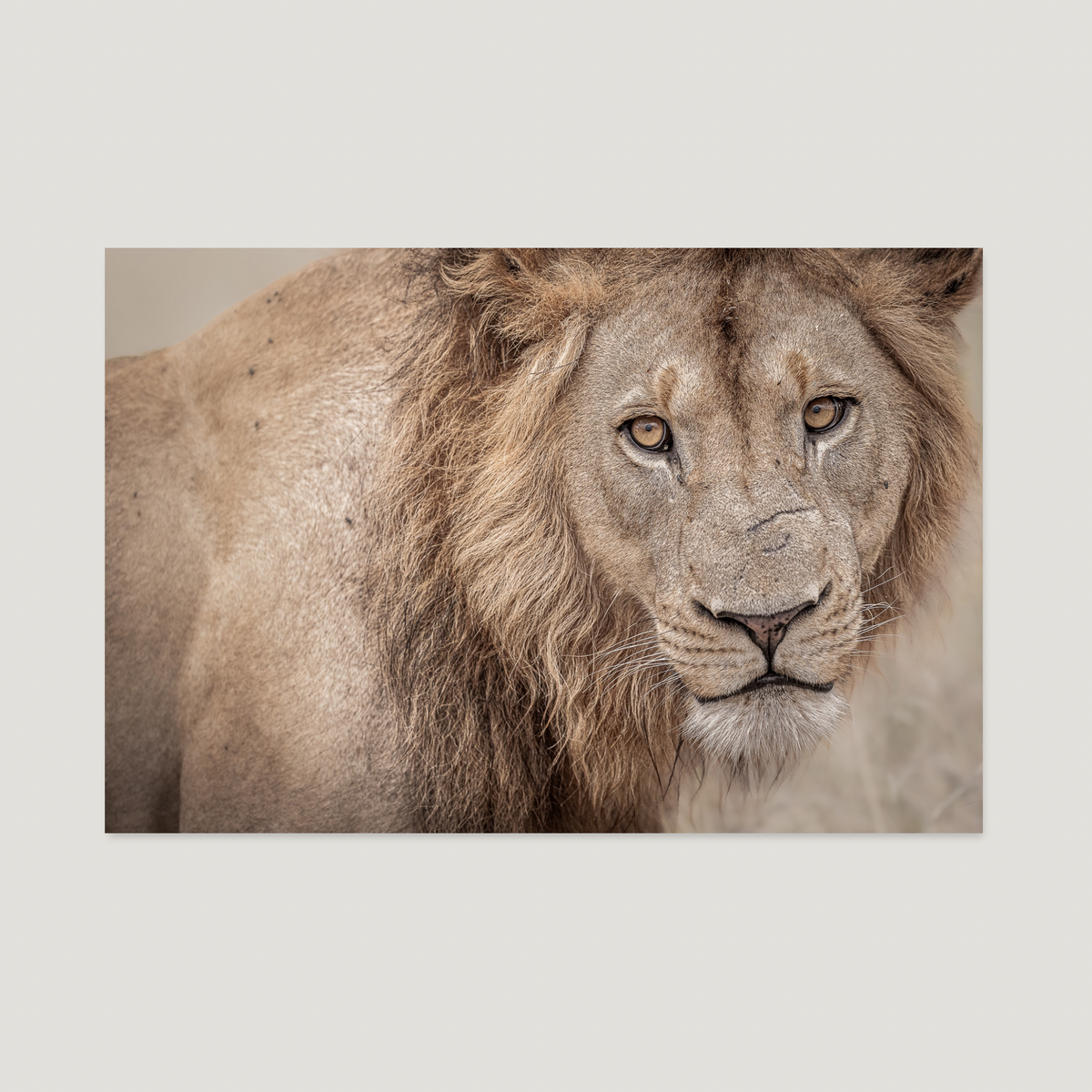 The Golden Mane / Alu-dibond Print