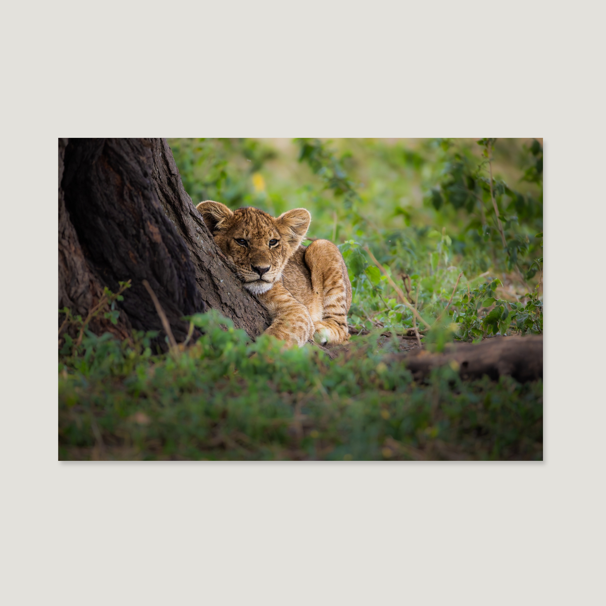 Born of Light / Alu-Dibond Print