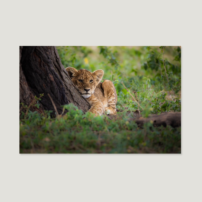 Born of Light / Alu-Dibond Print