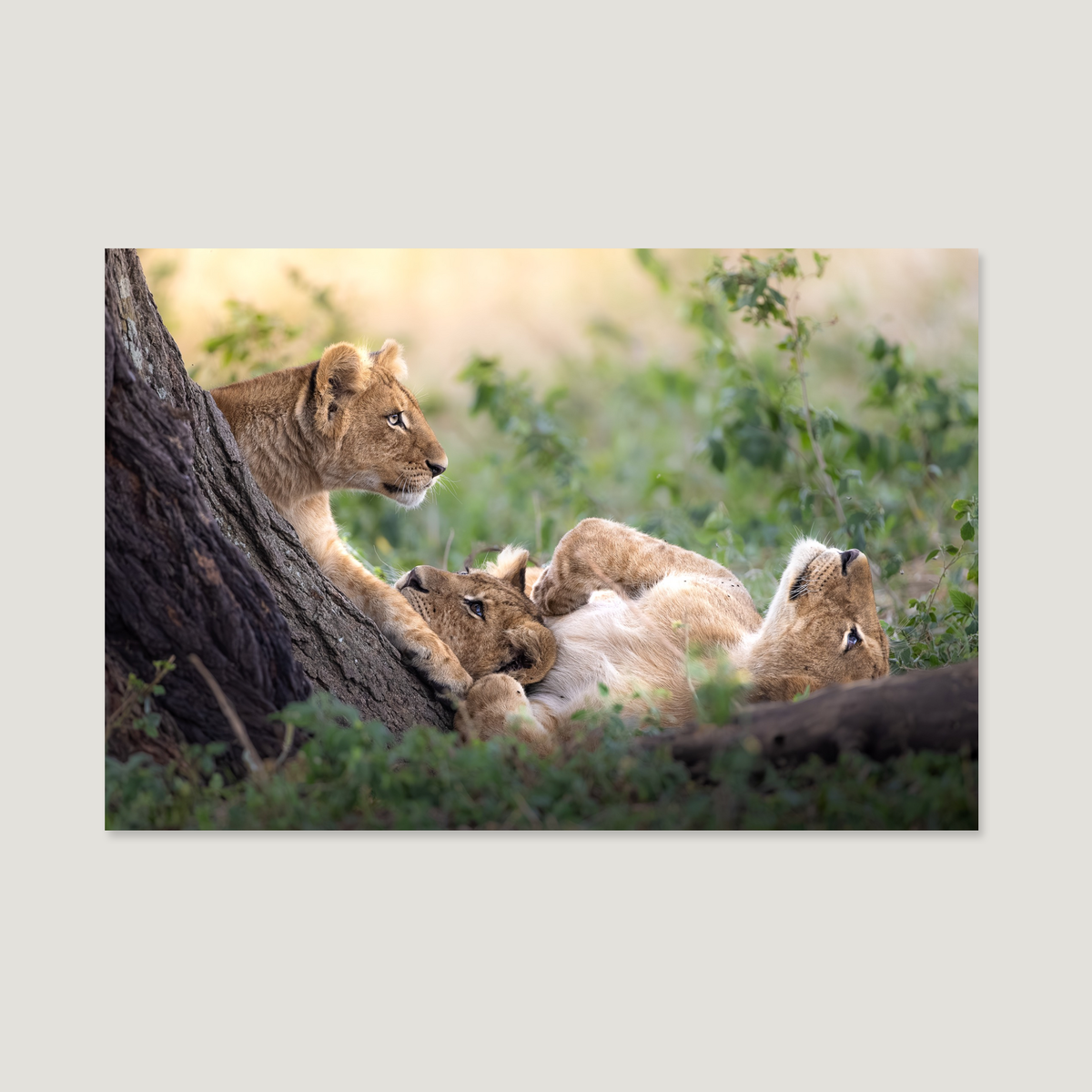 The Heart of the Pride / Alu-Dibond Print