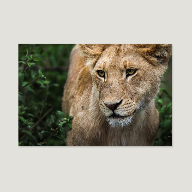 Son of Serengeti / Alu-Dibond Print