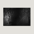 Eyes of the Bush / Alu-Dibond Print