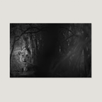 Eyes of the Bush / Alu-Dibond Print