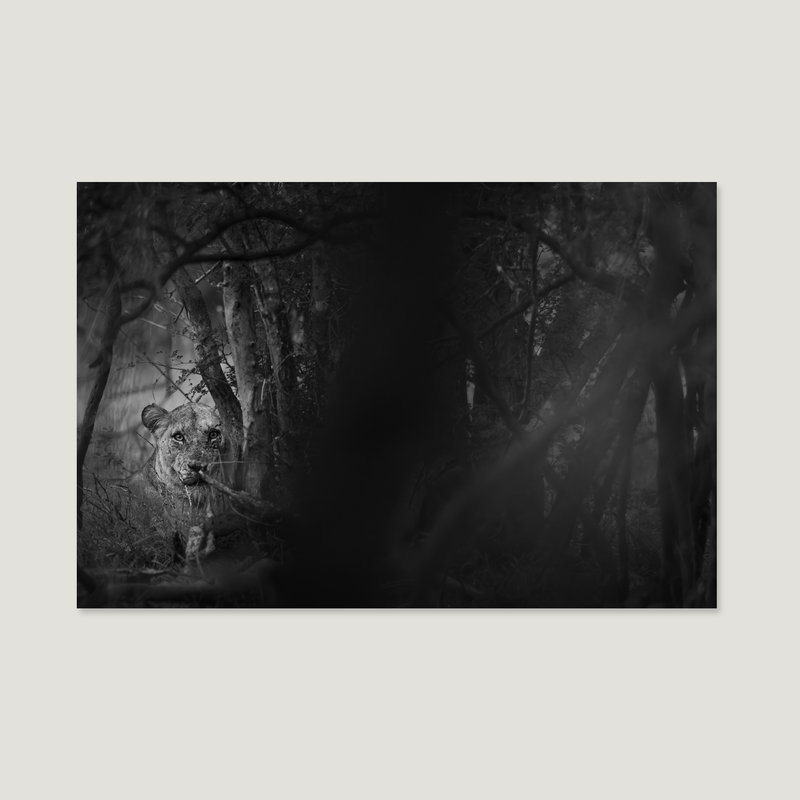 Eyes of the Bush / Alu-Dibond Print