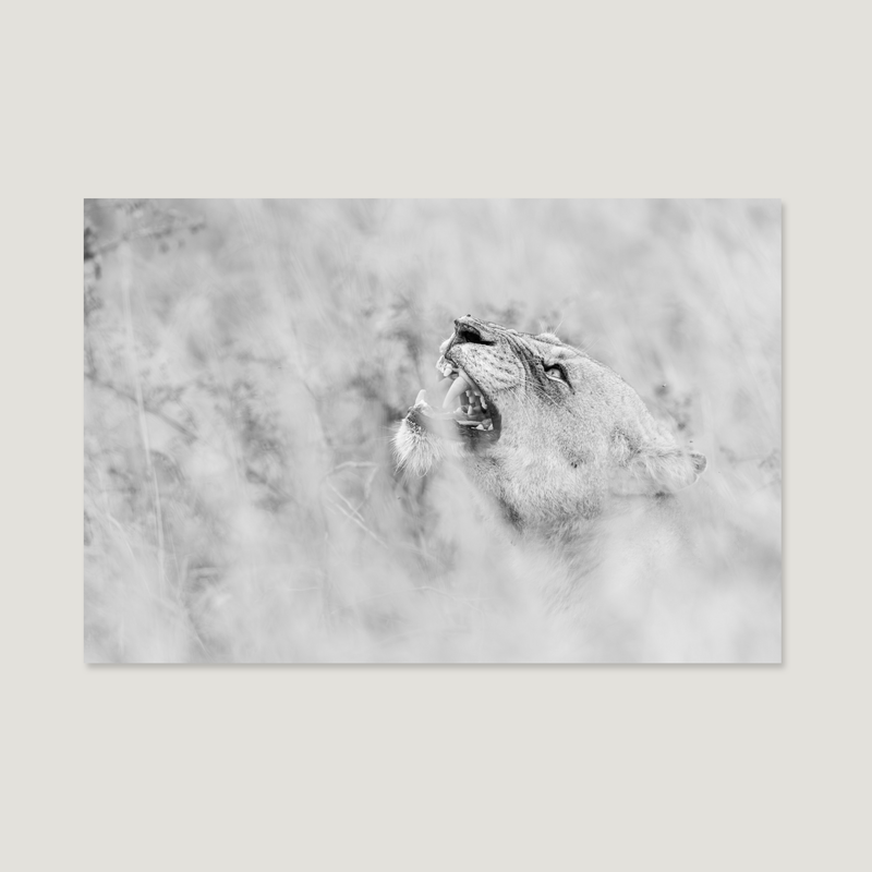 Old Grace / Alu-Dibond Print