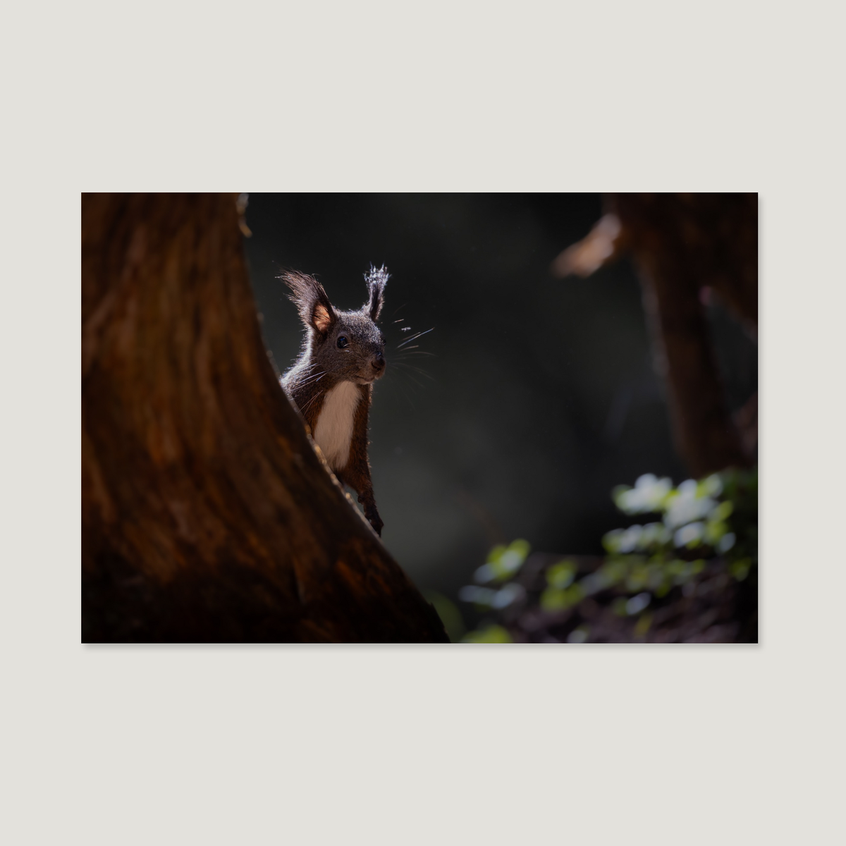The Curious One / Alu-Dibond Print