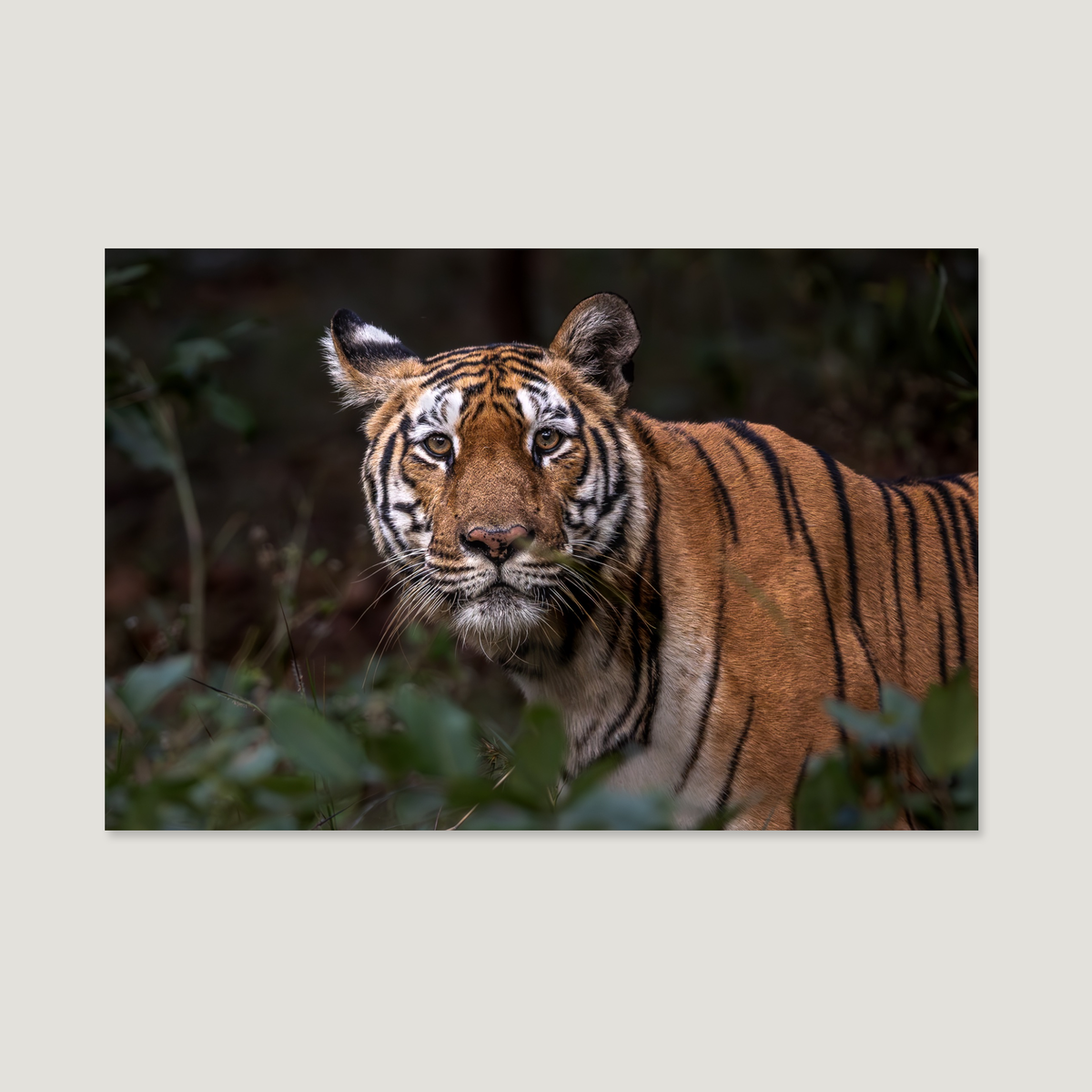 The Face of the Jungle / Alu-Dibond Print